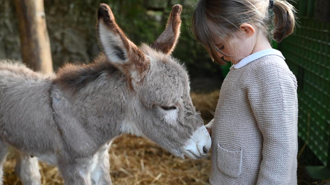 Pensjonat Fattoria Di Maiano Fiesole Zewnętrze zdjęcie
