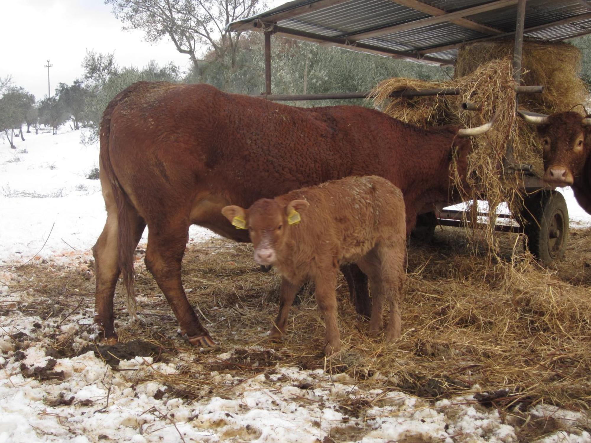 Pensjonat Fattoria Di Maiano Fiesole Zewnętrze zdjęcie