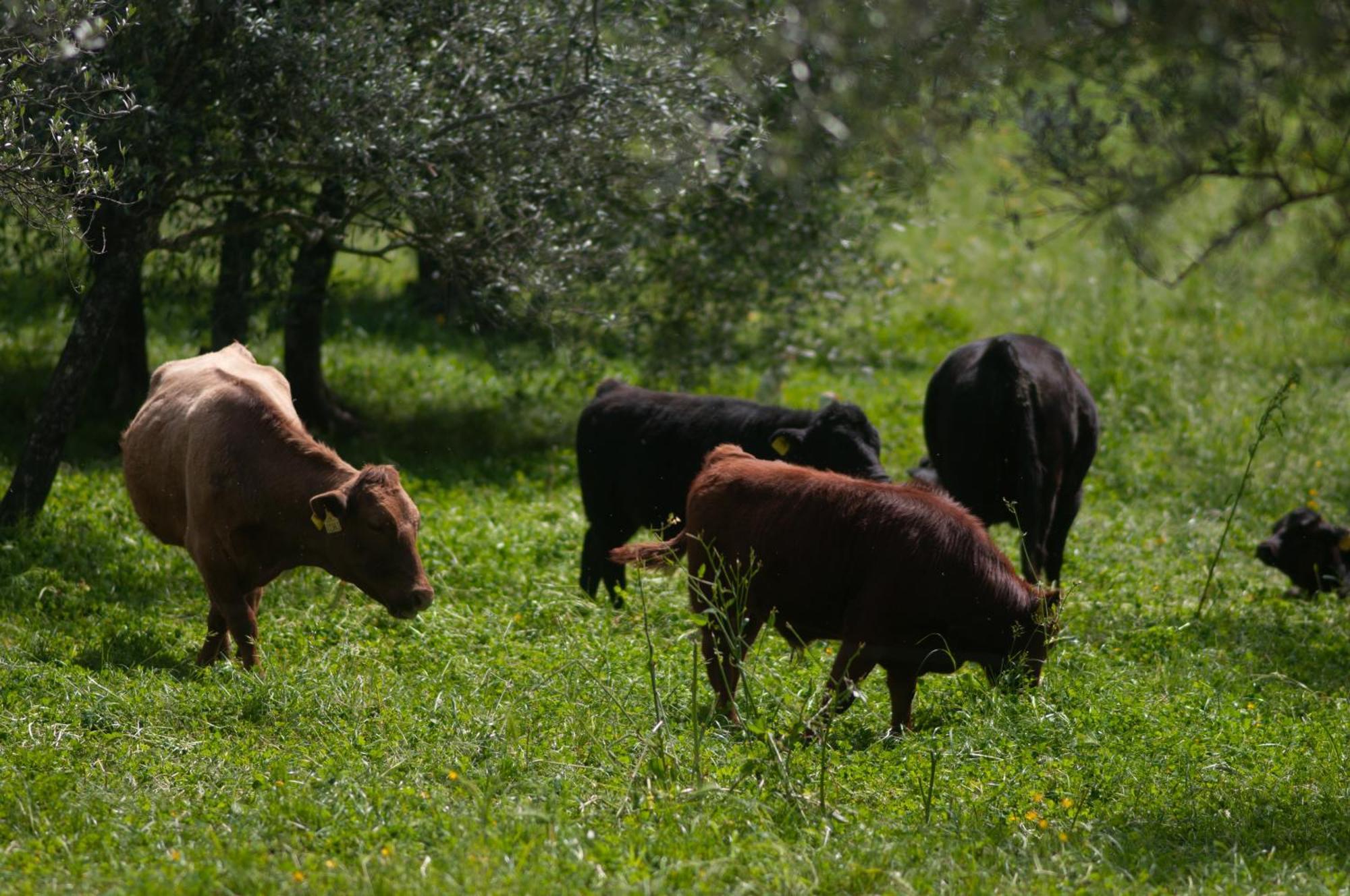 Pensjonat Fattoria Di Maiano Fiesole Zewnętrze zdjęcie